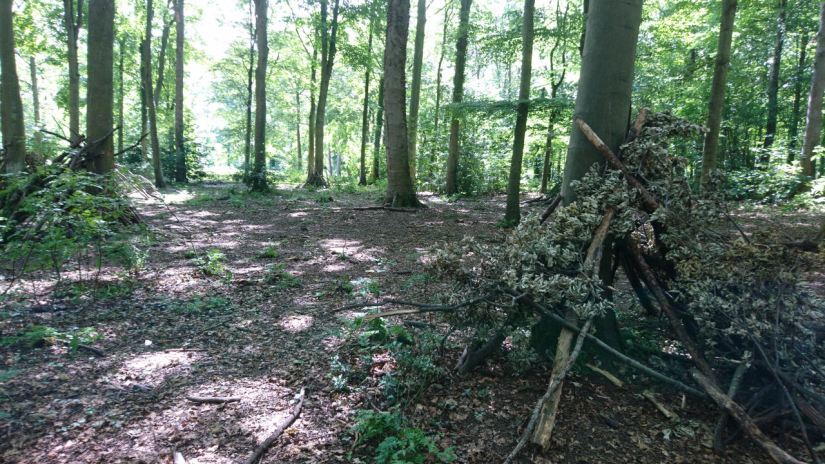 A woodland with two dens made of branches propped against trees.