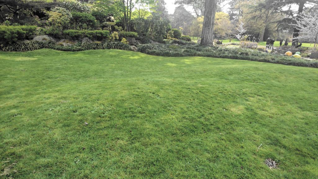 a grassy lawn which changes height creating soft ups and downs