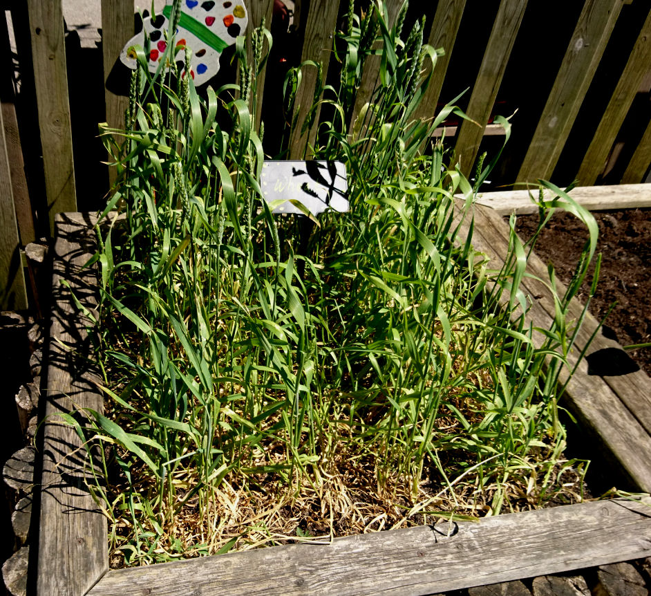 wheat growing in a planter