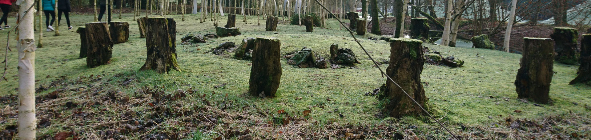 tree stumps in a circle act like seats