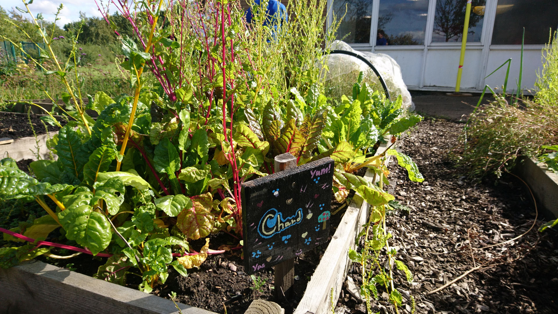a planter in an allotment with a sign saying Chard