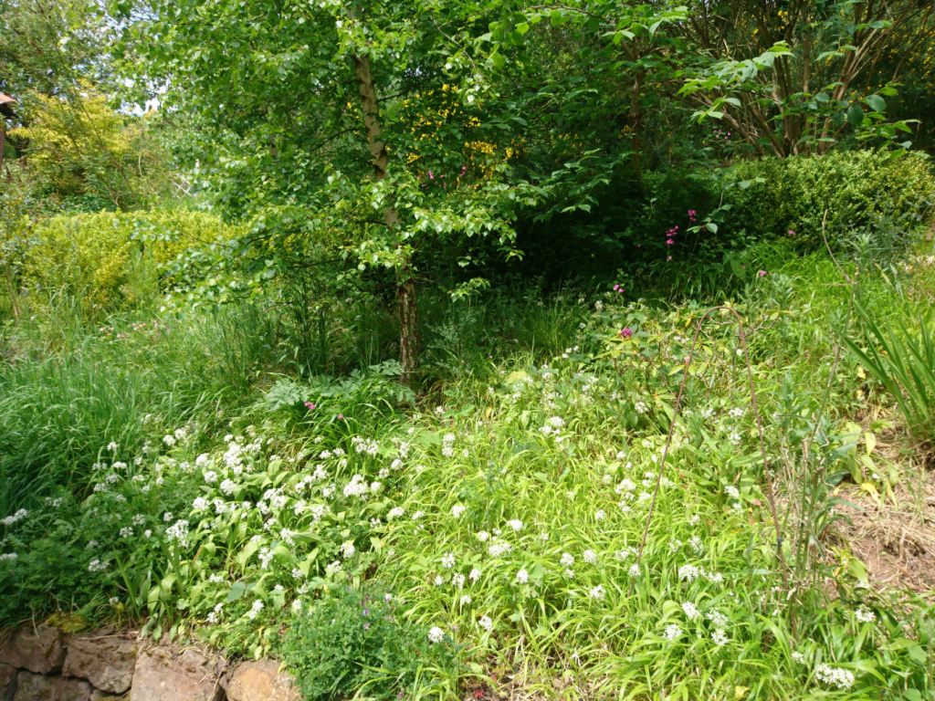 a wildflower garden