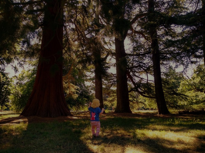A child walks into a wooded area