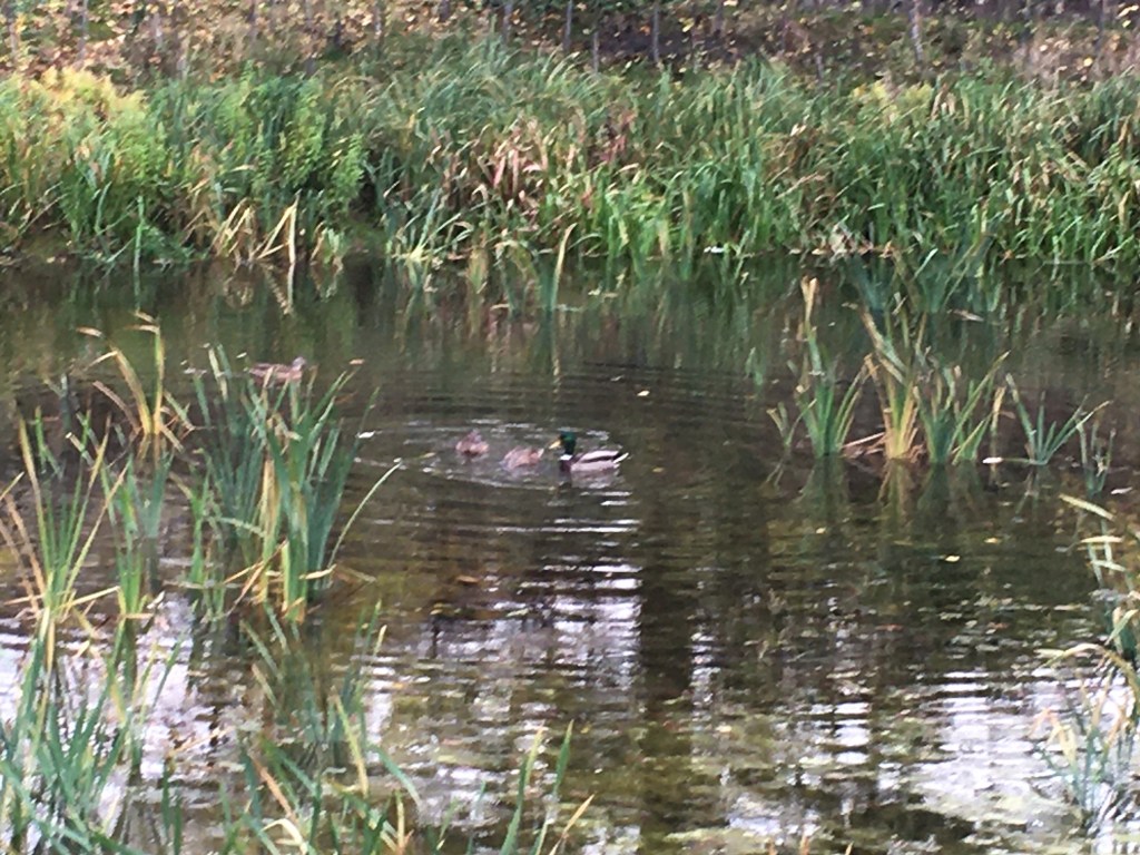 Three ducks swimming in the pond